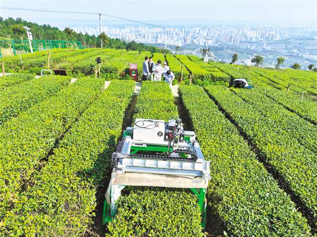 重慶山地採茶機器人來了 2秒可採一片茶葉