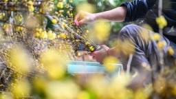 重慶：北碚靜觀蠟梅初綻 萬畝梅花靜候客來