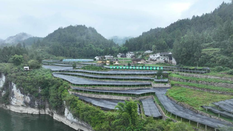 重慶彭水善感鄉：“苗藥谷”蝶變煥新 千年苗醫藥激活鄉村振興新動能_fororder_圖片1