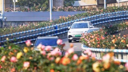 重慶：萬盆月季扮立交 城市道路添亮彩