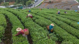 重慶綦江：“綠葉子”撬動“金産業”