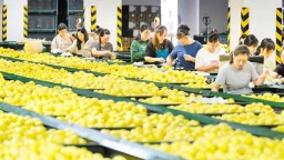 重慶潼南：金秋檸檬香 加工銷售忙