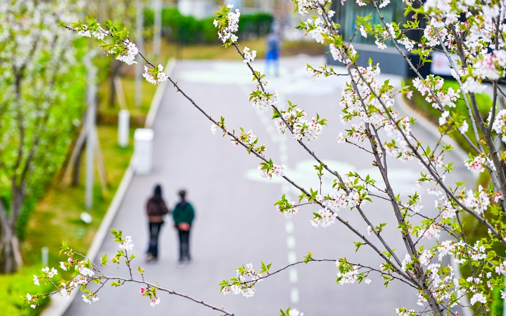 重慶：櫻花綻放 山城春意盎然