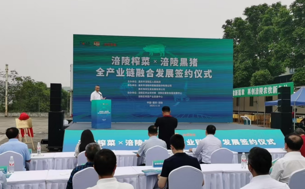 重慶涪陵：榨菜與黑豬全産業鏈融合發展簽約儀式舉行_fororder_圖片1