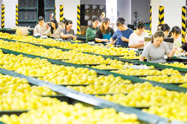 重慶潼南：金秋檸檬香 加工銷售忙