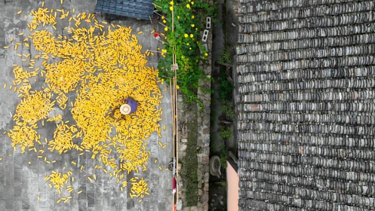 重慶秀山：農家曬秋忙