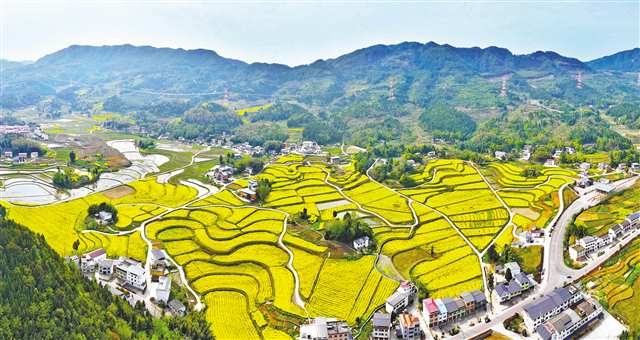 重慶梁平： 高標準農田春景美