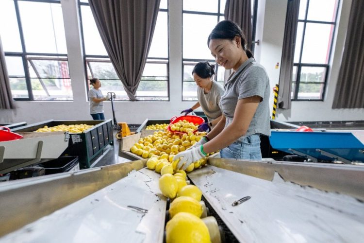 重慶潼南：應季檸檬加工開啟“加速鍵”