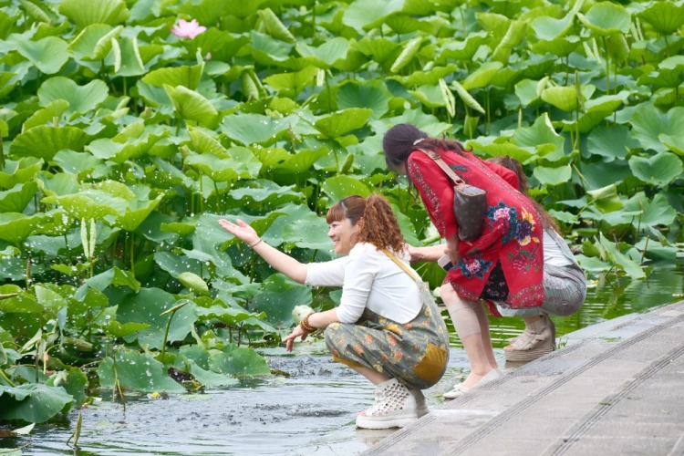 重慶：早荷初綻 市民打卡享愜意生活