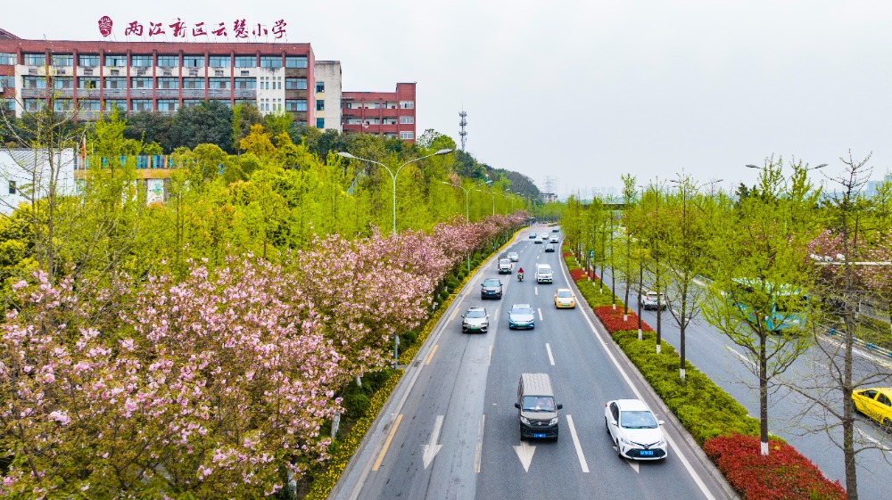 重慶：櫻花綻放 山城春意盎然