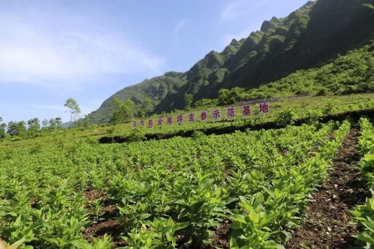 重慶城口：特色産業帶動農戶增收