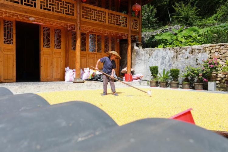 重慶秀山：農家曬秋忙