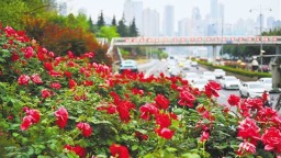 春日“花路”扮靚山城