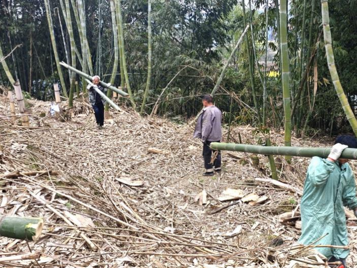 重慶市大足區：深化集體林權制度改革 推動林業産業立體化發展_fororder_圖片2