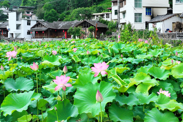 武陵山區：夏韻悠然 田園如詩