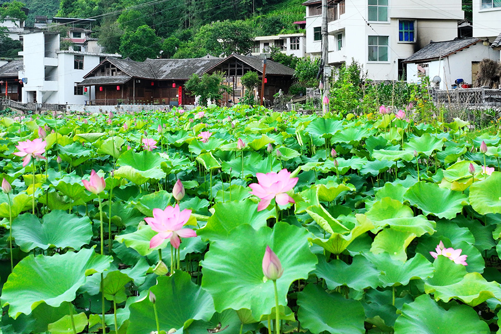 武陵山區：夏韻悠然 田園如詩