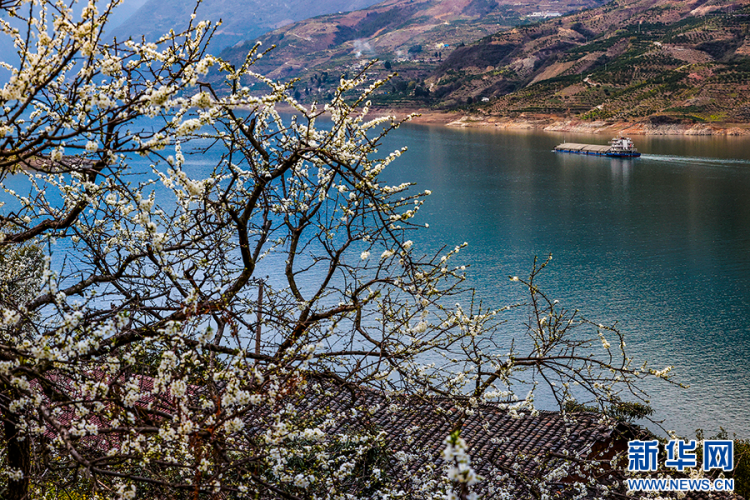 三峽地區迎來繁花盛景
