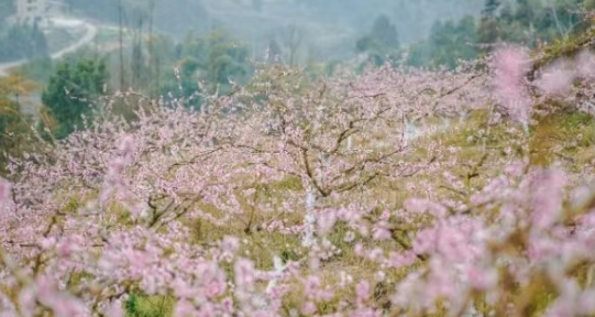 重慶巴南東溫泉鎮第四屆春季賞花溫泉節開幕_fororder_微信圖片_20250314161519