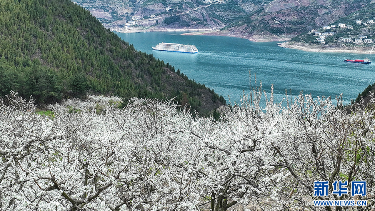 三峽地區迎來繁花盛景