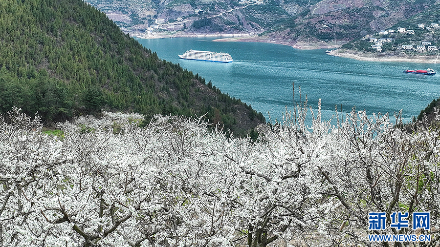 三峽地區迎來繁花盛景
