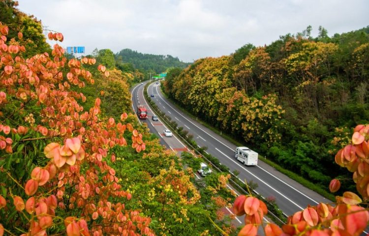 重慶南川：欒花開 高速美