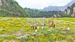 重慶南川： 五月花海醉遊人 農旅融合促振興