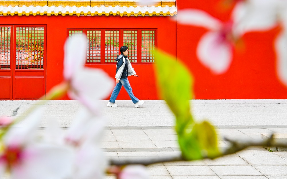 重慶：櫻花綻放 山城春意盎然