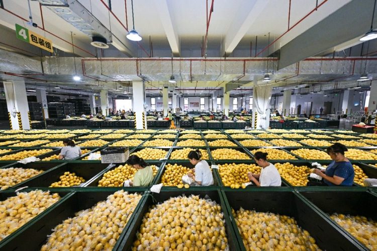 重慶潼南：應季檸檬加工開啟“加速鍵”