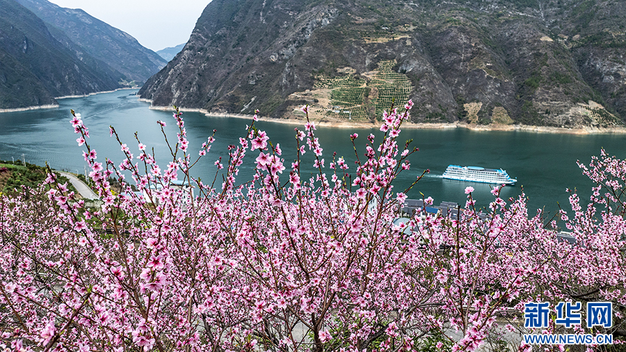 三峽地區迎來繁花盛景