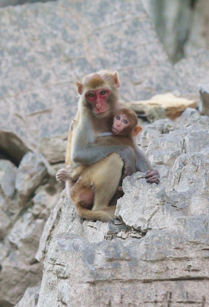 重慶巫山：小三峽獼猴添新丁