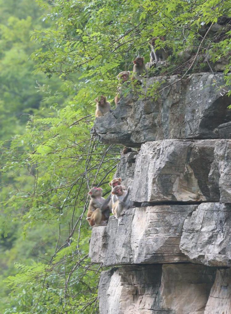 重慶巫山：小三峽獼猴添新丁