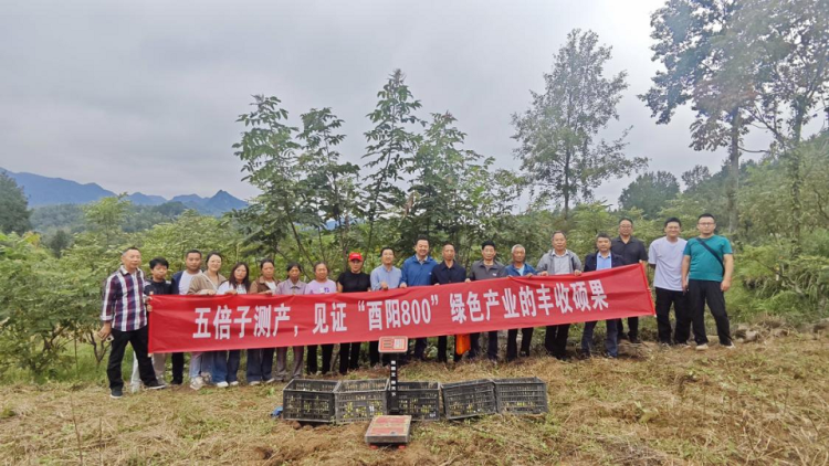 重慶酉陽：林下經濟結“金果” 鄉村振興添動能_fororder_mmexport1758869282958