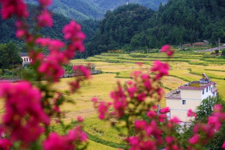 重慶黔江：水美鄉村秋色濃