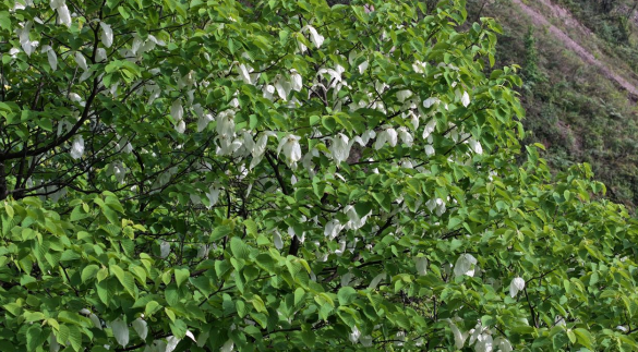 重慶豐都發現數百株“植物活化石”野生珙桐_fororder_微信圖片_20250514114715