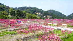 重慶巴南：“百花映春·登峰食趣”第三屆尋春消費旅遊季即將啟幕