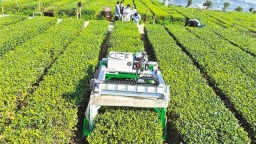 重慶山地採茶機器人來了 2秒可採一片茶葉