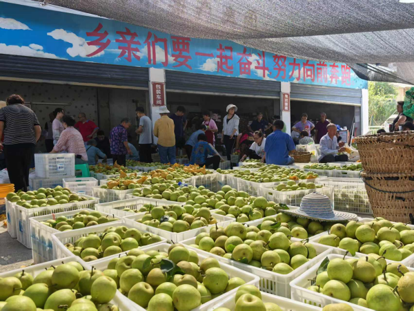 重慶巴南：雙河口鎮2025年第五屆採梨節將於7月17日開幕_fororder_圖片1