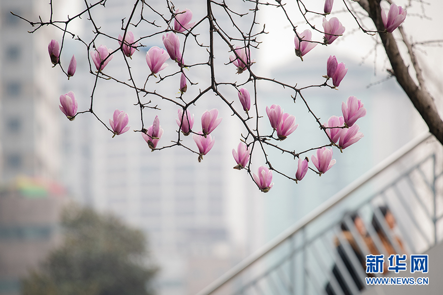 【渝情渝景】春色正濃 又到山城賞花時
