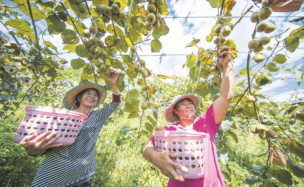 【區縣聯動】【南川】南川：産業支撐有力量 鄉村振興有希望