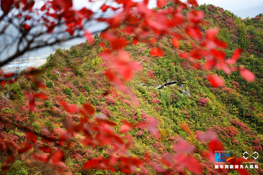 【渝情渝景】航拍重慶酉陽山羊村迎紅葉最佳觀賞期