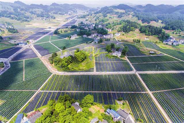 【區縣聯動】 【南川】凝聚人才力量和城市資本助力鄉村振興