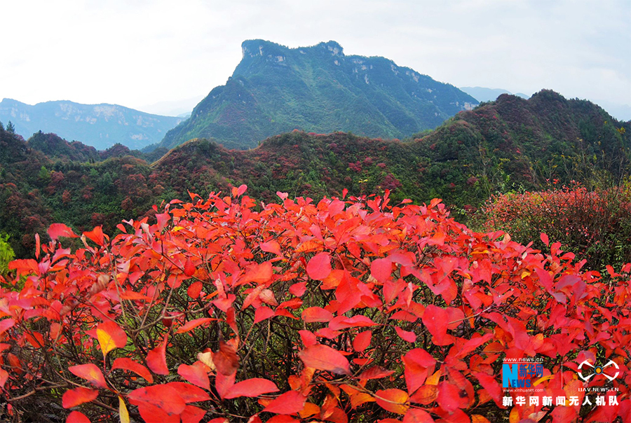 【城市遠洋】航拍重慶酉陽：漫山紅葉染紅層層峰巒