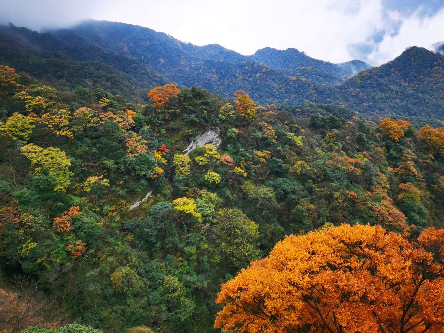 重慶金佛山彩林進入最佳觀賞期