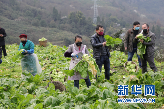 重慶武隆50噸優質高山蔬菜馳援湖北夷陵于13日晚抵達