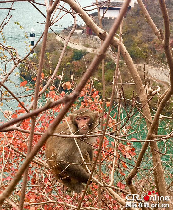 獲獎選手姓名暫無提供【CRI專稿 列表】第三屆奉節國際登山挑戰賽落幕【內容頁標題】1800余人勇攀三峽之巔 第三屆奉節國際登山挑戰賽落幕