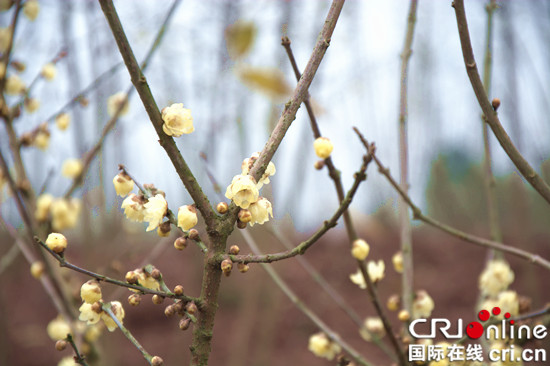 【CRI專稿 列表】重慶北碚靜觀臘梅文化節明年1月5日開幕
