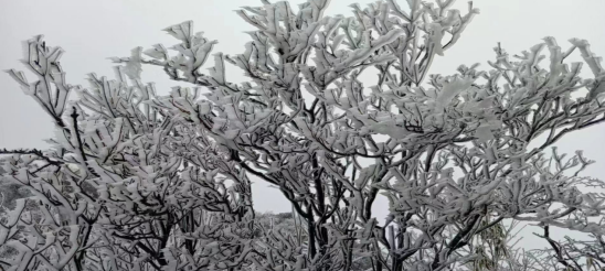 重慶南川金佛山迎來2020年冬季第一場大雪