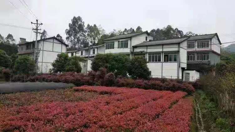 【B】重慶巴南區南彭街道統籌模式打造美麗鄉村