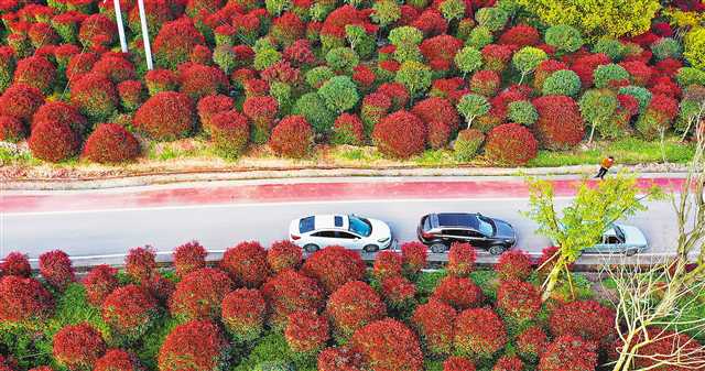重慶南岸廣陽鎮銀湖村2萬多株紅葉石楠競相吐艷