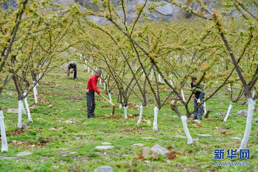 【城市遠洋】重慶北碚：廢棄礦山生態修復變果園